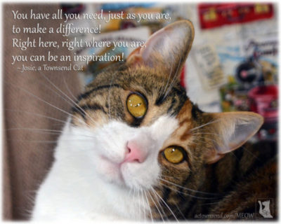 Purr Words ~ InsPURRation!